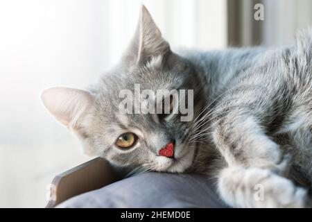 Niedliche Valentine kleine graue Katze mit kleinen roten funkelnden Herzen auf der Nase, Valentinskarte, digitale Collage.`s Stockfoto